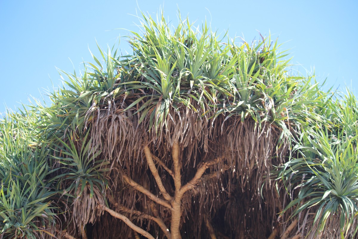 Pandanus odorifer (Forssk.) Kuntze